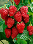 org:/gardening tips/Snoeiadvies/Overzichtspagina/Framboos.jpg